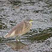 "Squacco Heron" St. Lucia, South Africa